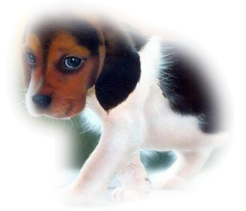 chien 64
