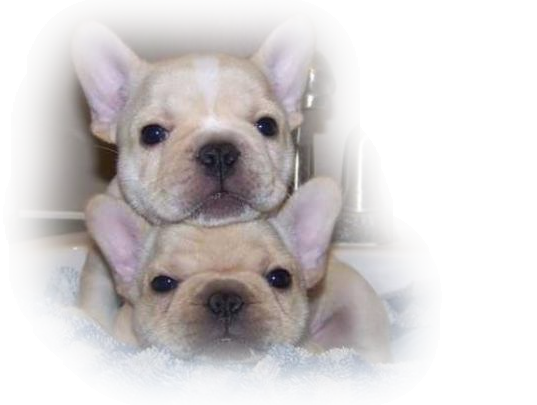 chiens 104