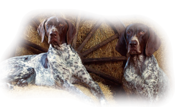 chien 69