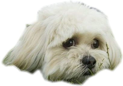 chien 5