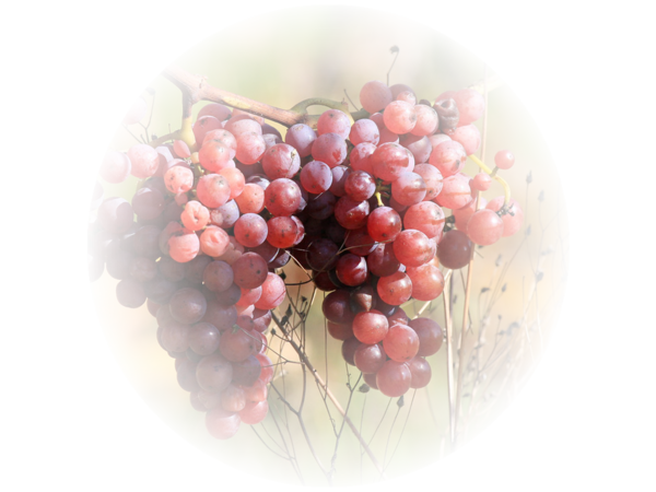 Vue à Angle Bas Des Grappes De Raisins Noirs Violets Accrochées Dans