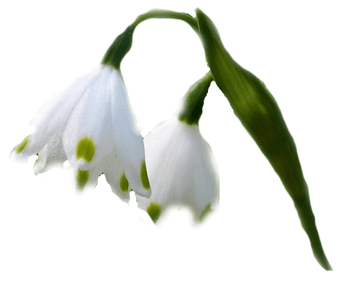 blanche 68