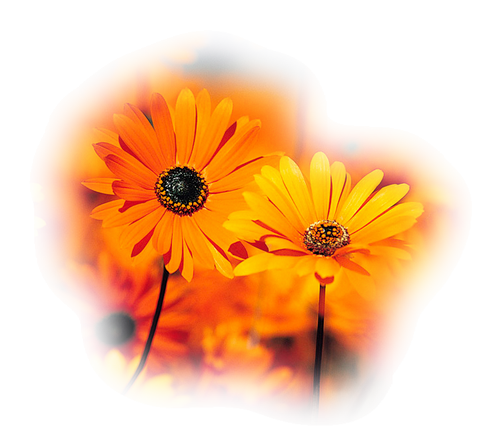 marguerites oranges