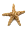 étoile de mer