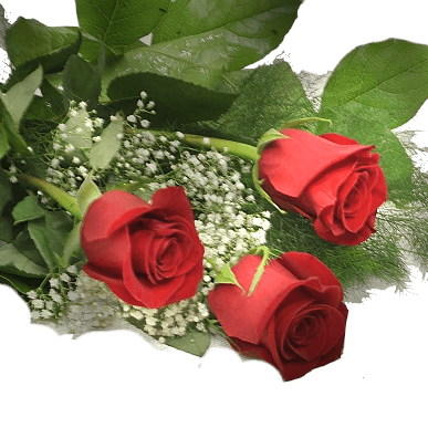 rose rouge 186