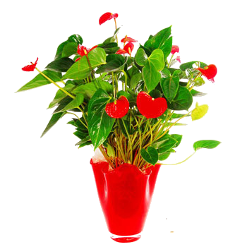 44. pot de fleurs rouges