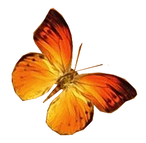 papillon 5