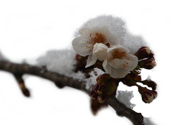 fleur sous la neige