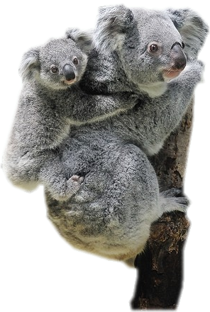 Koala OP12-081 L (Parallel) | Legacy of the Master [OP-12] main image 1